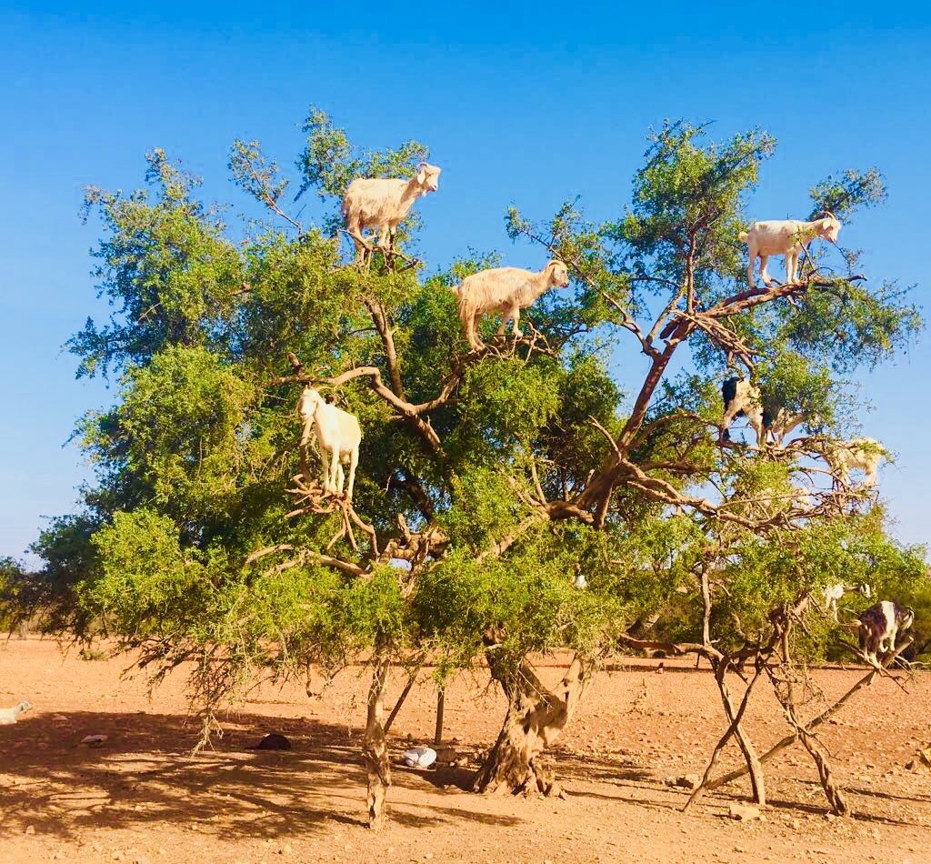 Full day trip to Essaouira from Marrakech