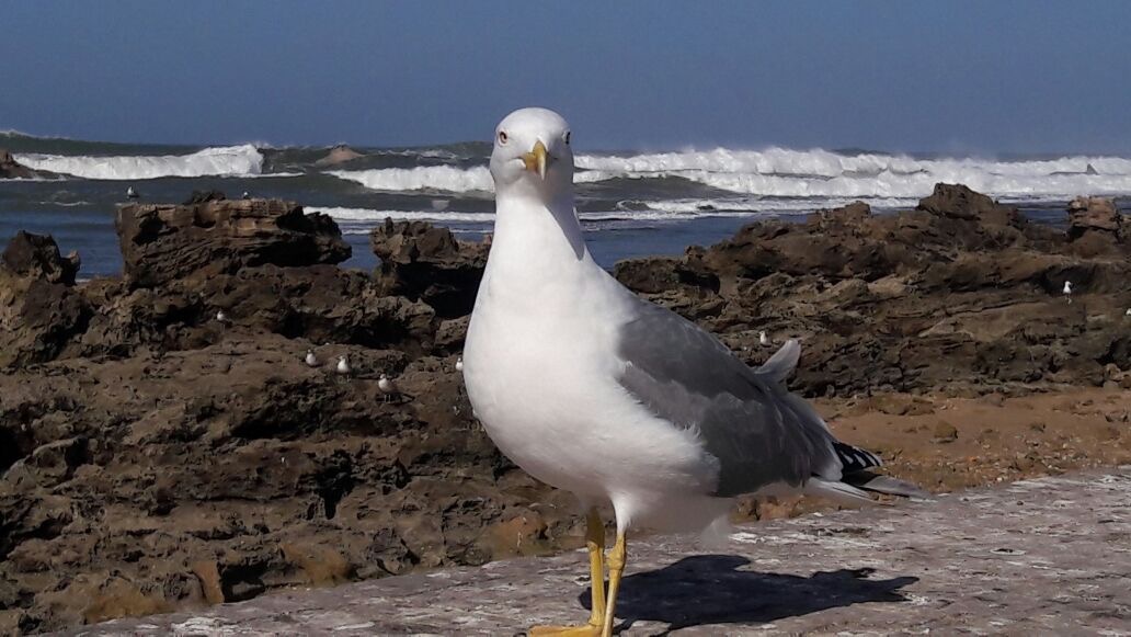 Full day trip to Essaouira from Marrakech