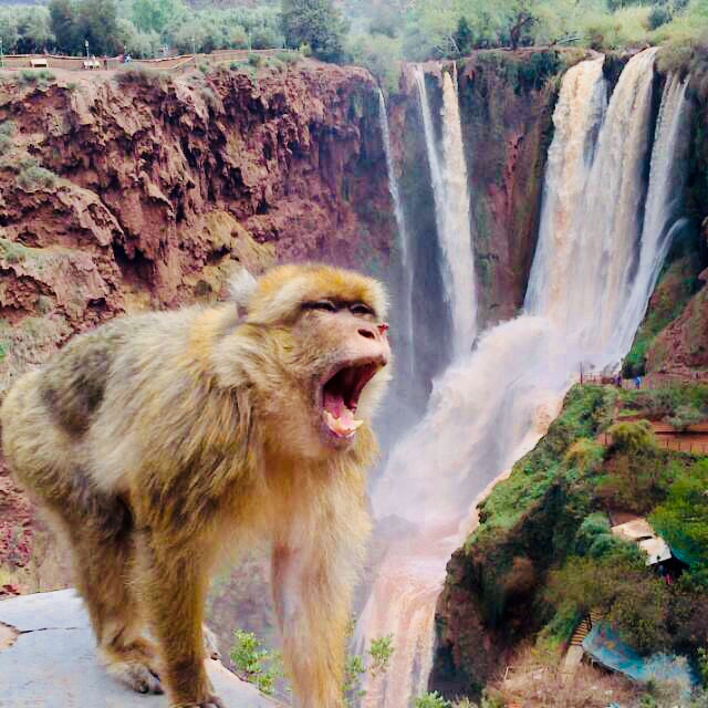 Full day Trip to  Ouzoud waterfalls from Marrakech