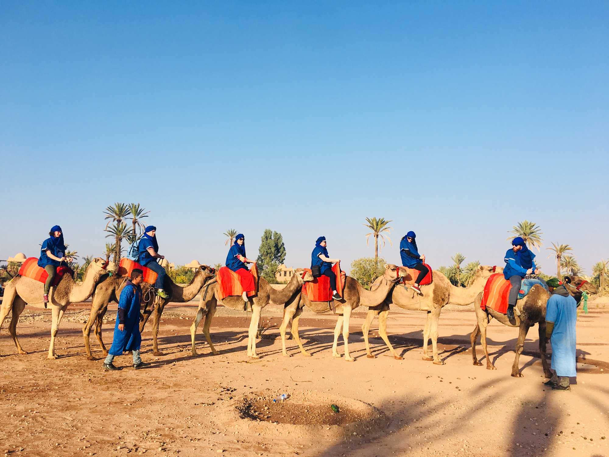 Sunset camel ride in the palm grove of  Marrakech