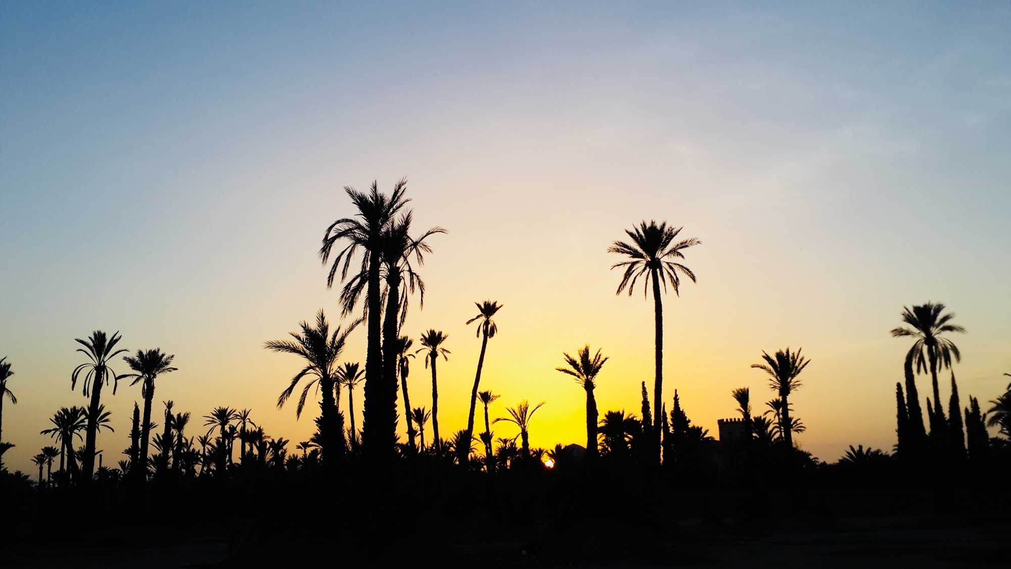 Sunset camel ride in the palm grove of  Marrakech